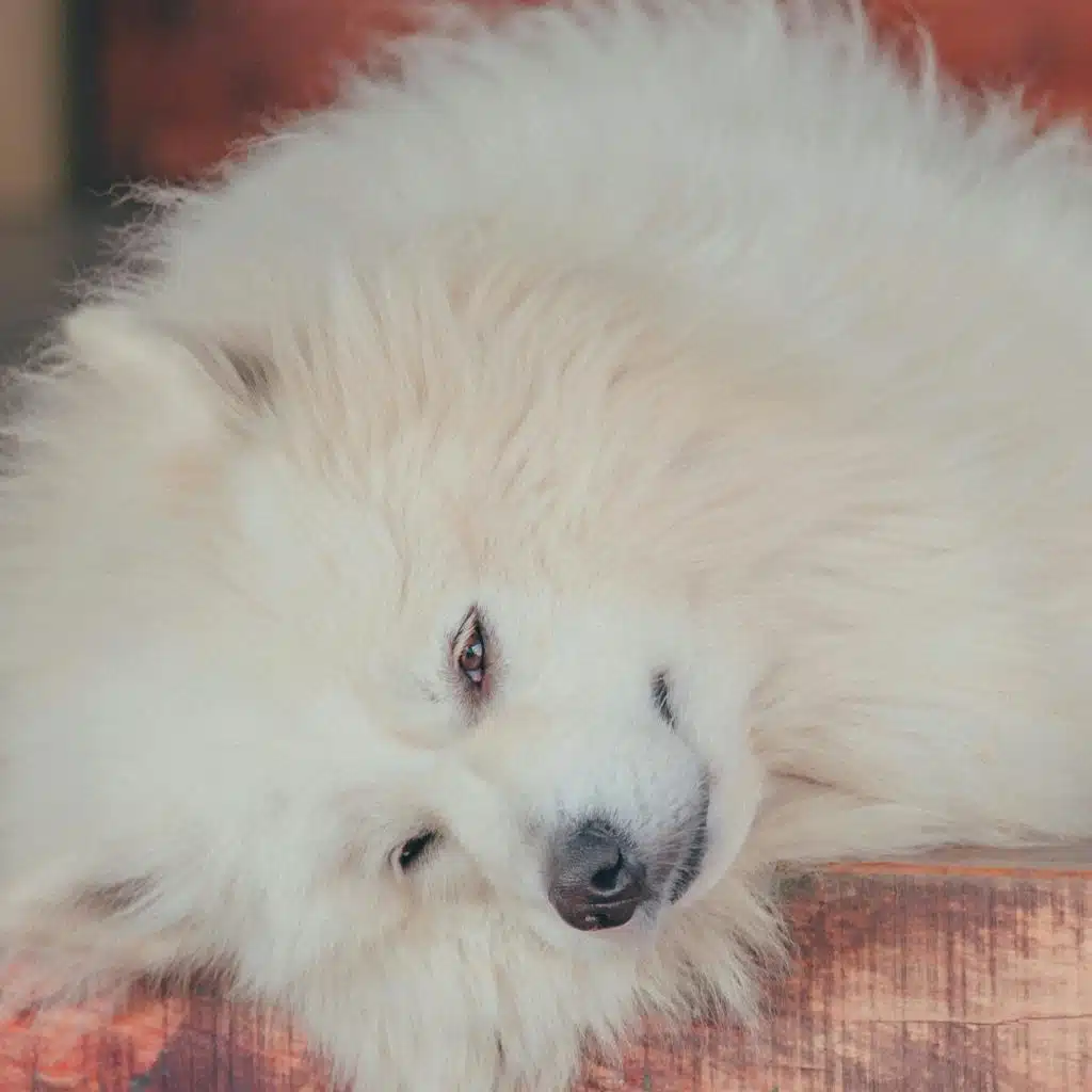 אובדן חיית מחמד