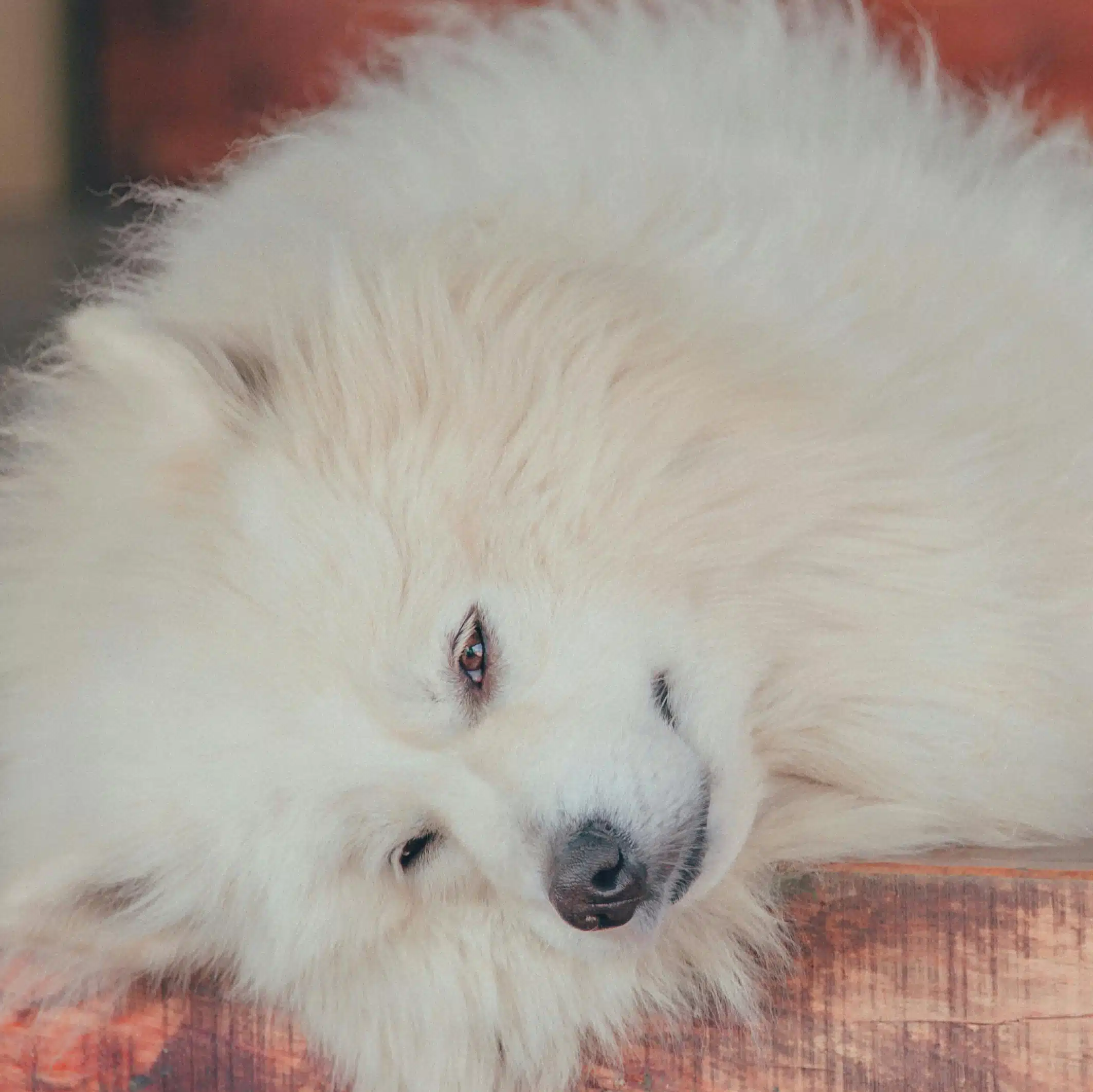 אובדן חיית מחמד