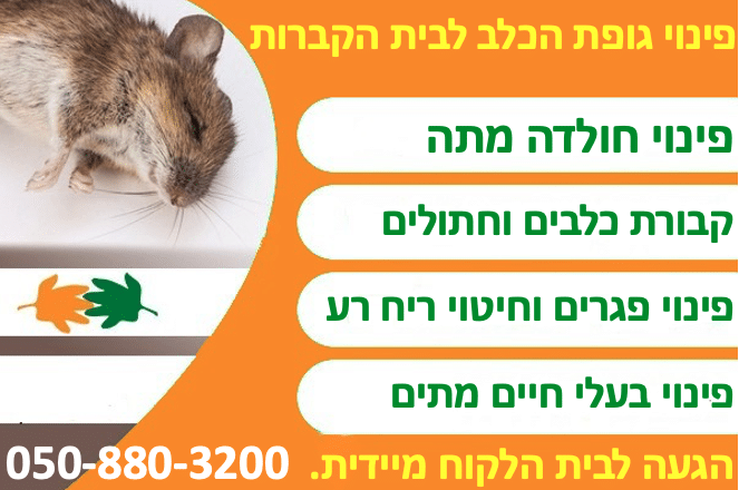 פינוי חולדה מתה