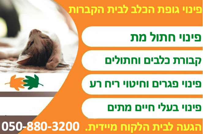 פינוי חתול מת