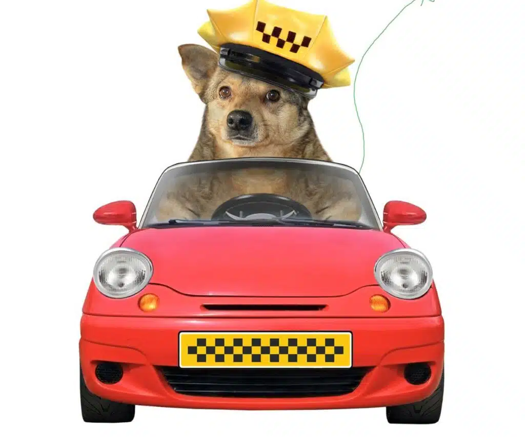 הסעות לבעלי חיים​